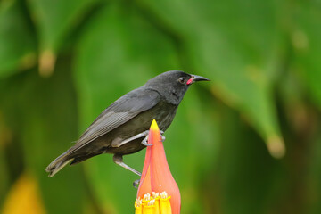 Grenada Race Bananaquit sitting on banana flower, Grenada island, Grenada