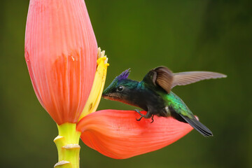 Antillean crested hummingbird feeding from banana flower, Grenada island, Grenada © donyanedomam