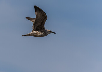 In the Autumn we see different birds when the sun rises a little: gulls, cormorants, egrets, wagtails ...