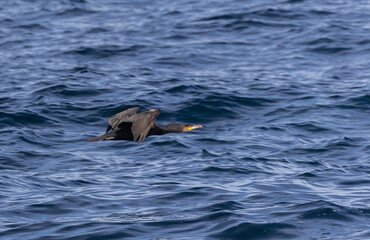 Fototapeta premium In the Autumn we see different birds when the sun rises a little: gulls, cormorants, egrets, wagtails ...