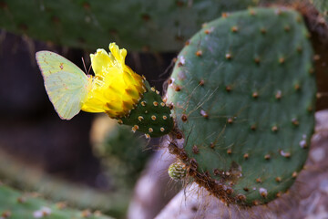 Galapagos Sulphur Butterfly on a cactus flower