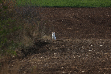 A domestic cat in the field hunting