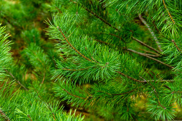 Fototapeta na wymiar natural fluffy branches of young pine, beautiful background of green prickly branches