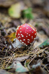 fly agaric mushroom