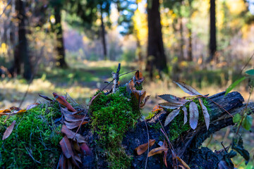 autumn landscape, mossy fallen tree foreground, blurred background of autumn forest