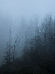 fog in the trees