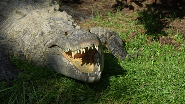 Female American Crocodile turning head to look at camera and opening mouth