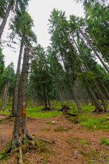Photograph of the forest with cut or felled tree trunks, photographed from the bottom up; look at the sky among the trees