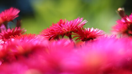 Pink Flower Close-Up Background