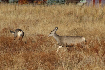 Two young deer in high grass