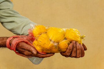 Mãos de vendedor ambulante de pequi. Pequi - fruto típico do cerrado goiano. Caryocar brasiliense.