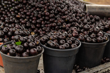 Detalhe de jabuticabas em exposição para venda.