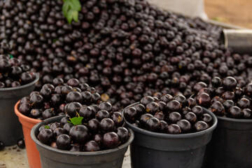 Detalhe de jabuticabas em exposição para venda.