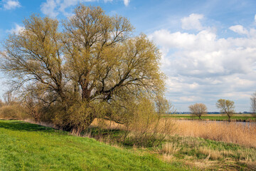 Characteristic willow tree gets new leaves in the spring season. The photo was taken in a Dutch polder. High voltage lines and pylons are just visible in the background.