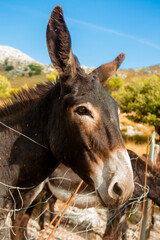 Portrait of a donkey