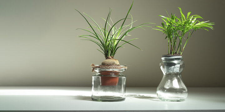 Mini plants of beaucarnea recurvata and chamaedorea in glass jars on a white table, home gardening and decoration concept