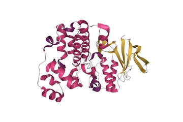 Structure of p38alpha mitogen-activated protein kinase. 3D cartoon model, secondary structure color scheme, PDB 1r39, white background