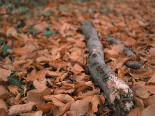 A background of leaves in an autumn formation.