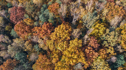 Autumn landscape - yellowed and reddened autumn trees combined with green needles. Colorful autumn landscape scene in the Poland. Drone view.