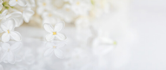 Naklejka na ściany i meble Blurred spring floral background with branch of white lilac on a glossy white surface. Romantic banner with free space for text. Selective frocus.