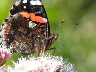insecte