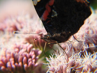 papillon