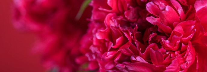 Blurred floral background  with delicate red peonies, close-up. Romantic banner with free space for text. Selective frocus.