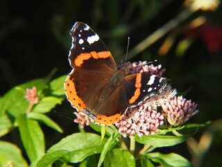 papillon