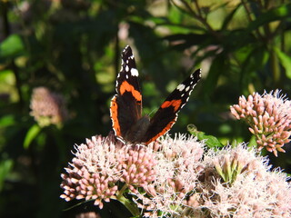 papillon