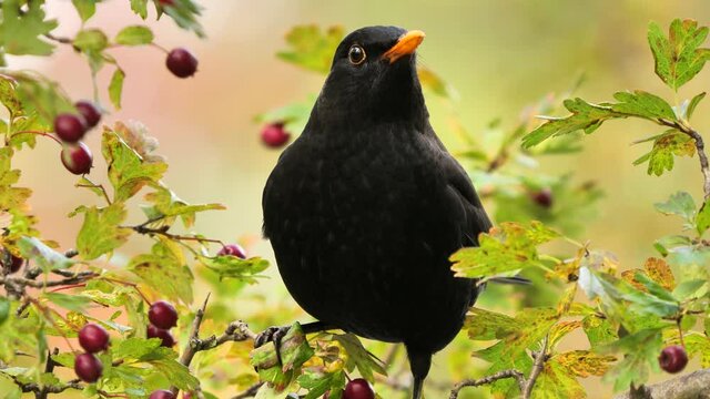 Common blackbird eating small fruits (Turdus merula). Bird eating fruits