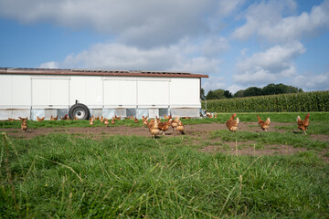 Geflügelhaltung mit Selbstvermarktung - freilaufende Hühner auf einer Weide mit einem mobilen...