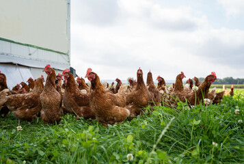 Freilaufende braune H&uuml;hner auf einer gr&uuml;nen Kleegraswiese. 