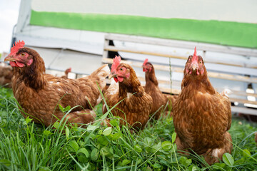 Geflügelhaltung mit Selbstvermarktung - freilaufende Hühner auf einer Weide mit einem mobilen...