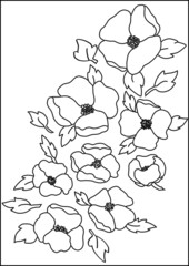 illustrazione da colorare: peonie © Carmi