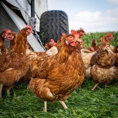 Freilaufende braune Hühner auf einer grünen Kleegraswiese. 