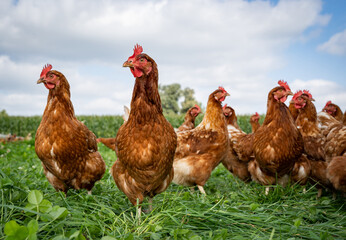 Freilaufende braune Hühner auf einer grünen Kleegraswiese.  - obrazy, fototapety, plakaty