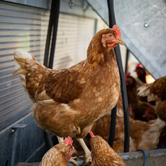 Geflügelhaltung mit Selbstvermarktung - freilaufende Hühner auf einer Weide mit einem mobilen Hühnerstall.