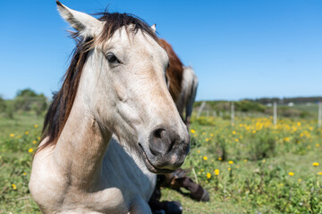 portraitr of a white horse lying in the grass
