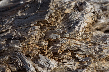 Wooden natural background, tree texture. Old wood background. Top view 