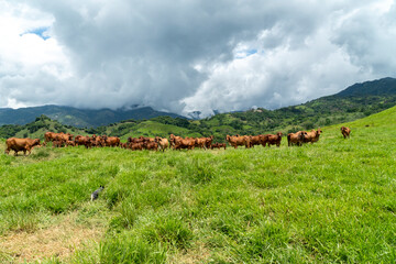 Group of cattle in the field of the farm. Tamesis, Antioquia, Colombia.