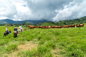 Group of cattle in the field of the farm. Tamesis, Antioquia, Colombia.