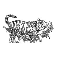 White tiger cub with gerland poinsettia. Sketch. Engraving style. Vector illustration.