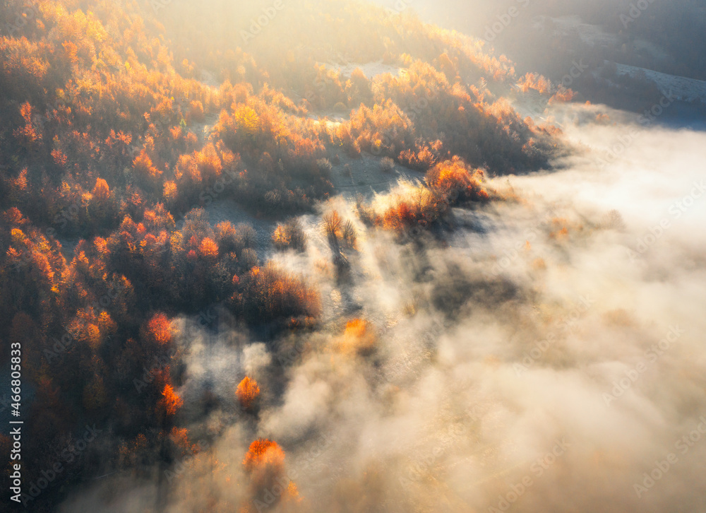 Canvas Prints aerial view of mountain forest in low clouds at sunrise in autumn. hills with red and orange trees i