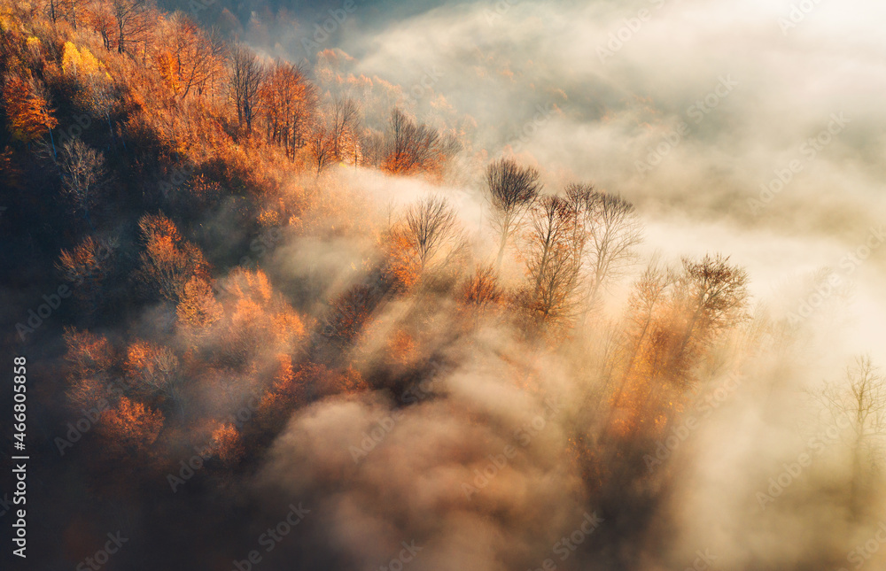 Canvas Prints aerial view of mountain forest in low clouds at sunrise in autumn. hills with red and orange trees i