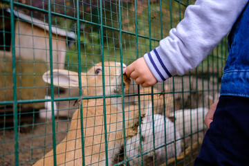 Close up of the child feeding a rabbit in caged, selective focus, animal lover concept idea