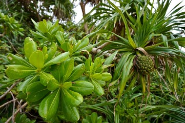 沖縄県宮古島　クサトベラ　アダンの実