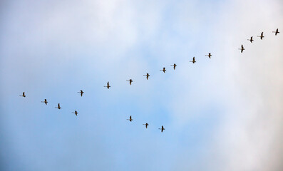 Silhouettes of flying flock of swans in the autumn sky.