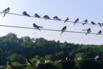 Swallow birds placed and stand on electrical wires in one line or in a row, selective focus