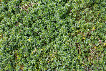 honckenya peploides isolated growing in north Iceland