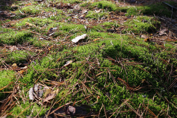moss in the forest on the ground